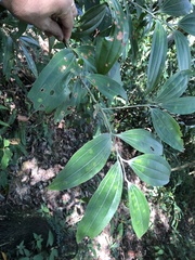 Cinnamomum austrosinense