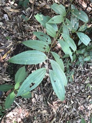 Cinnamomum austrosinense