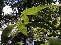 Cinnamomum austrosinense