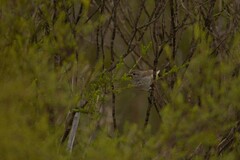 Pyrrholaemus brunneus