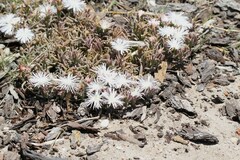 Mesembryanthemum canaliculatum