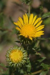 Grindelia subalpina