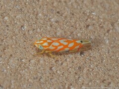 Erythroneura rubra