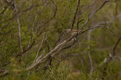 Pyrrholaemus brunneus