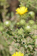Grindelia subalpina