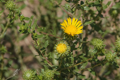 Grindelia subalpina