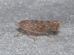 Osbornellus rotundus