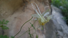 Aquilegia micrantha