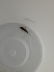 Ctenolepisma longicaudatum