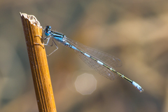 Coenagrion caerulescens