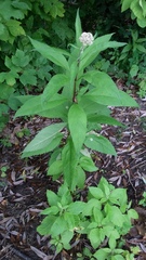 Eutrochium maculatum maculatum