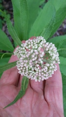 Eutrochium maculatum maculatum