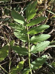 Pastinaca sativa