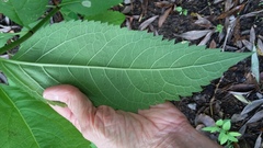 Eutrochium maculatum maculatum