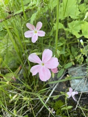 Phlox adsurgens