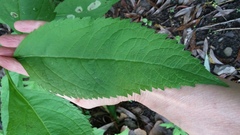 Eutrochium maculatum maculatum