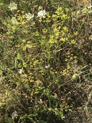 Pastinaca sativa