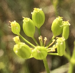 Pastinaca sativa