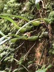 Bulbophyllum japonicum