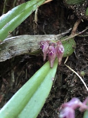 Bulbophyllum japonicum