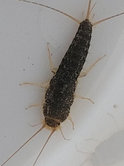 Ctenolepisma longicaudatum