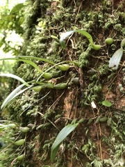 Bulbophyllum japonicum
