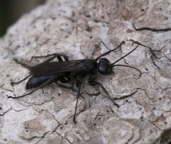 Auplopus carbonarius