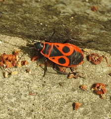 Pyrrhocoris apterus
