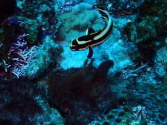 Plectorhinchus lessonii