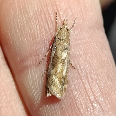 Occidentalia comptulatalis