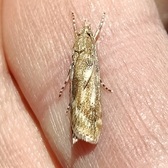 Occidentalia comptulatalis