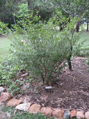 Gardenia scabrella