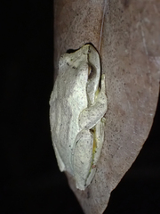 Litoria revelata