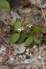 Barlerieae