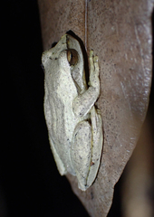 Litoria revelata