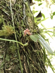 Bulbophyllum japonicum