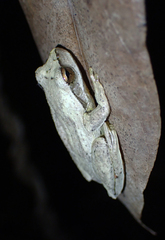 Litoria revelata