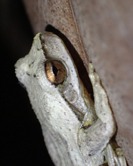 Litoria revelata