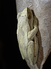 Litoria revelata