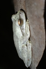 Litoria revelata