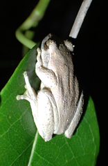 Litoria revelata