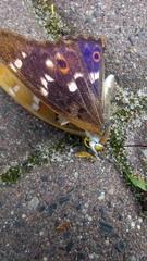 Aglais io