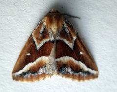 Caripeta angustiorata