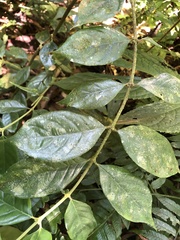 Lasianthus hispidulus