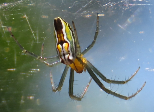 Basilica Orbweaver