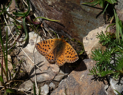 Boloria caucasica