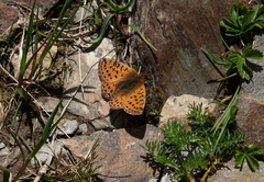 Boloria caucasica