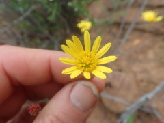 Euryops ericoides