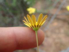 Euryops ericoides