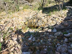 Psammobates geometricus